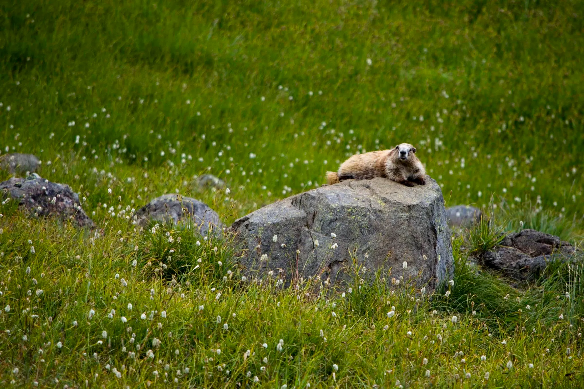 Varmot resting Olympic NP