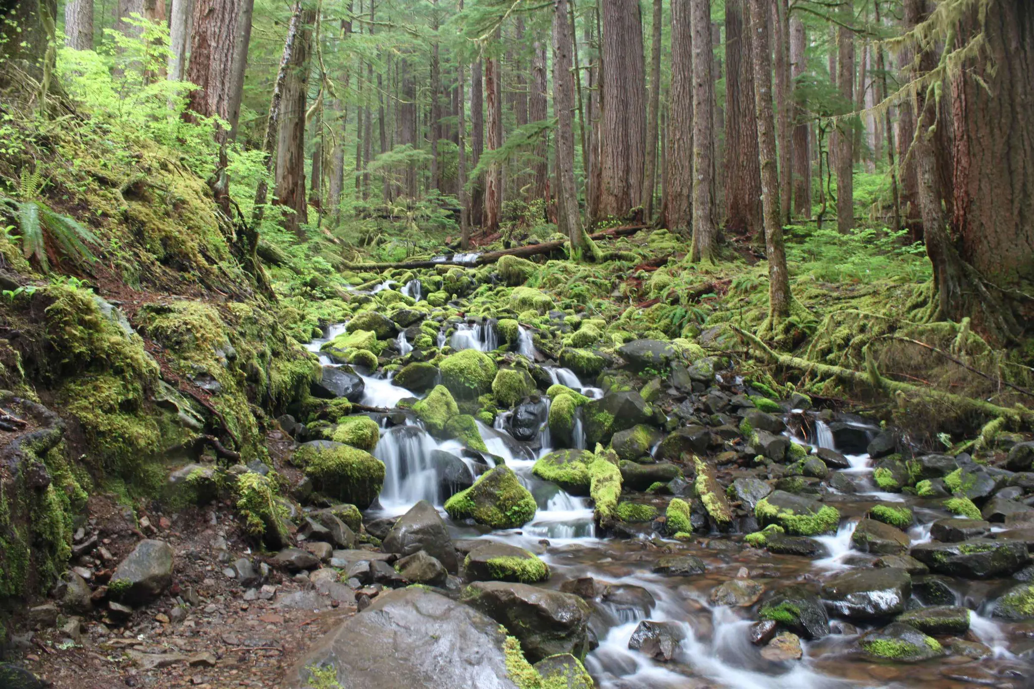 Green Waterfall Olympic NP
