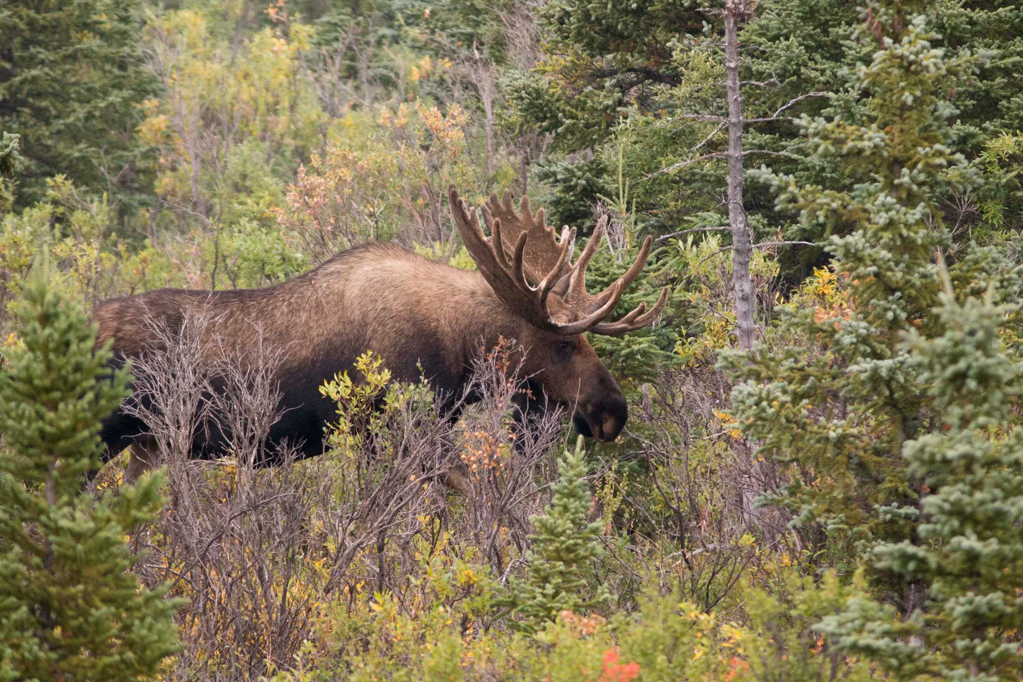 Alaska Moose