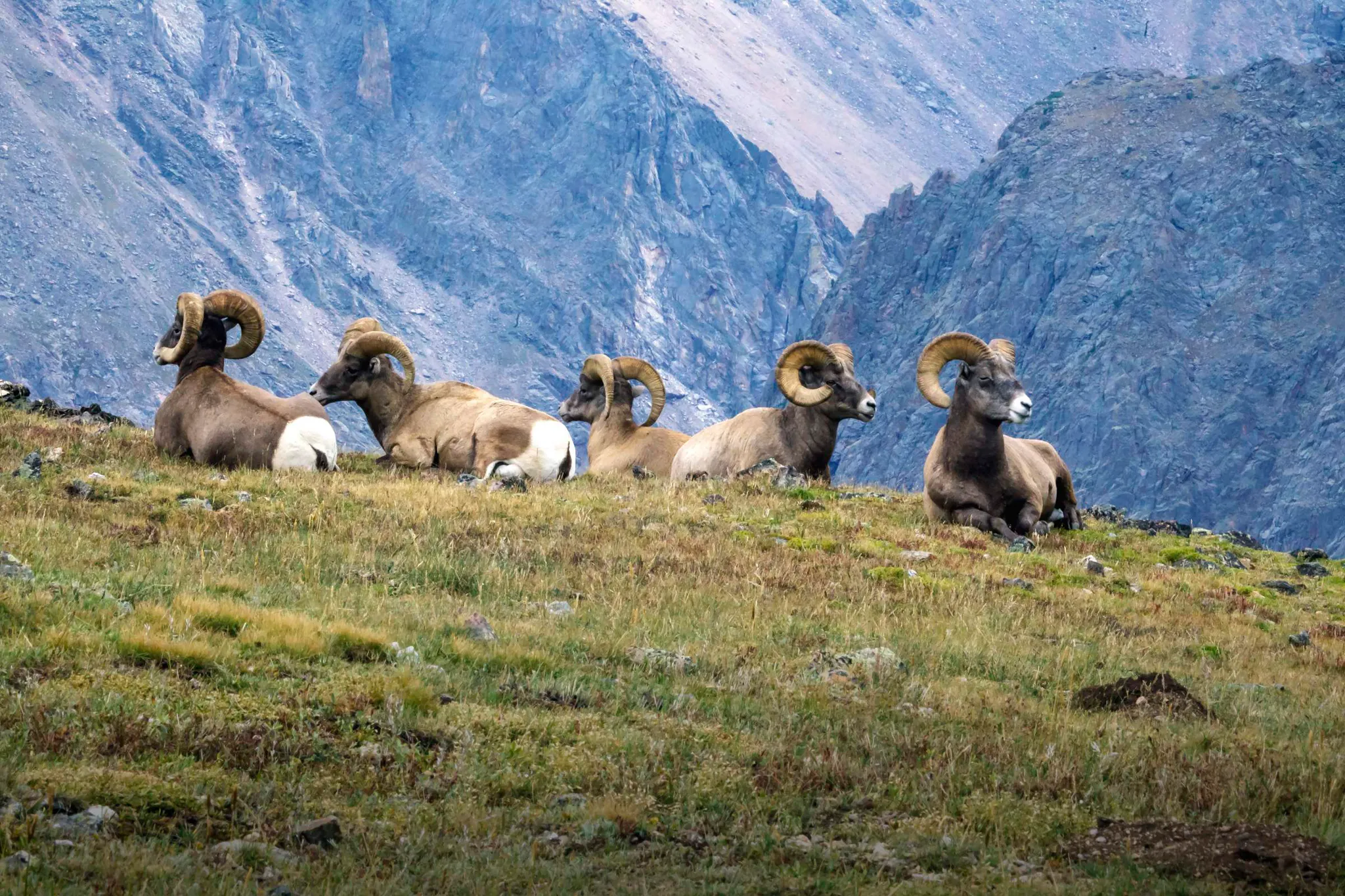Bighorn rams_Rocky Mountain National Park