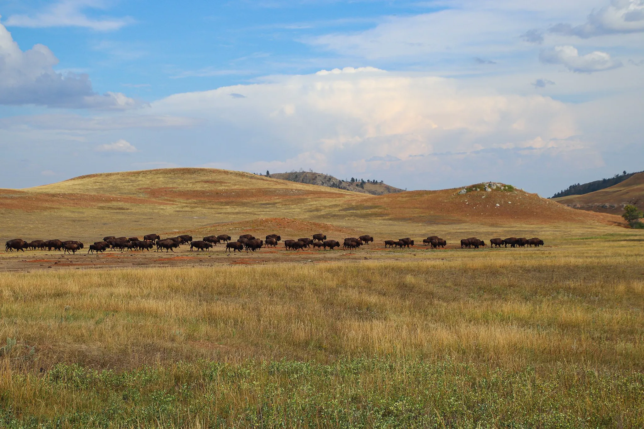 Buffalo herd, Custer State Park