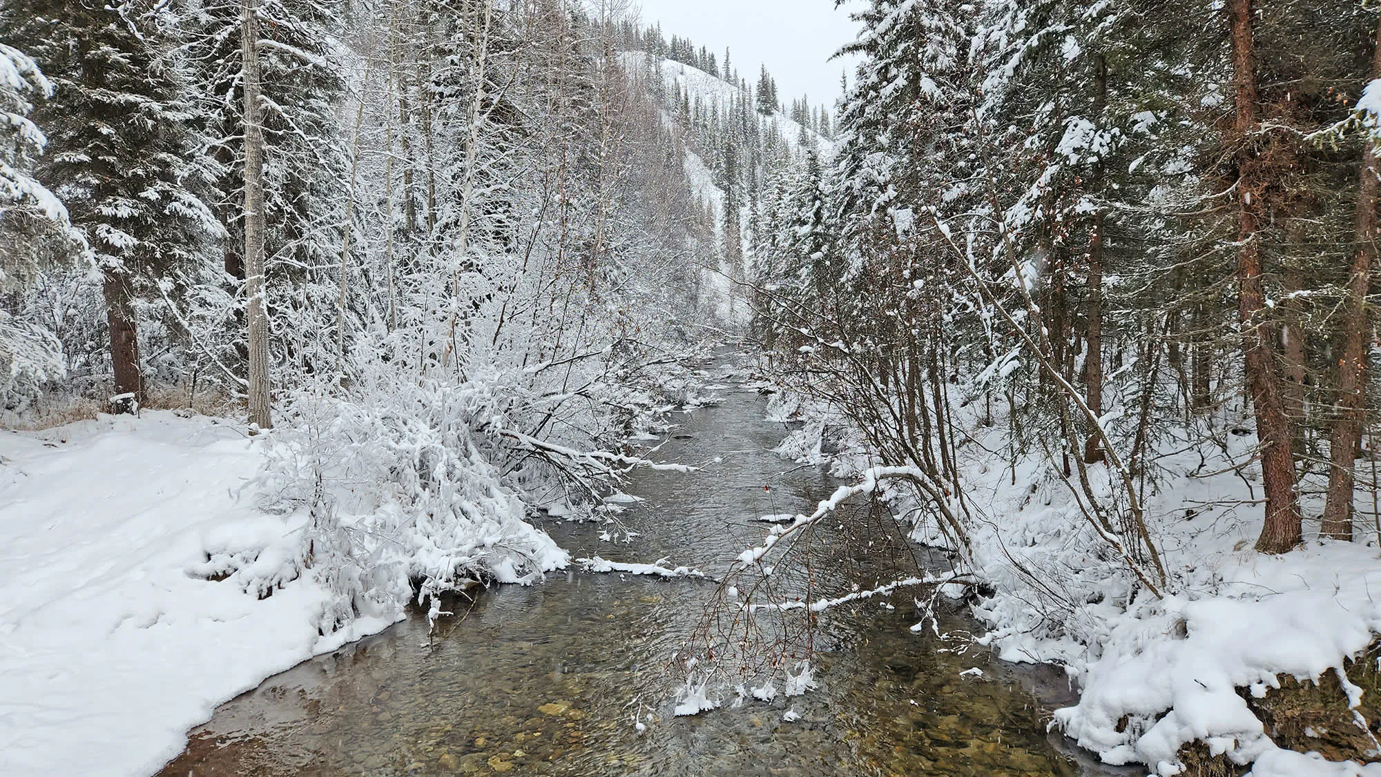 Creek along Natural Trail, Chena Hot Springs
