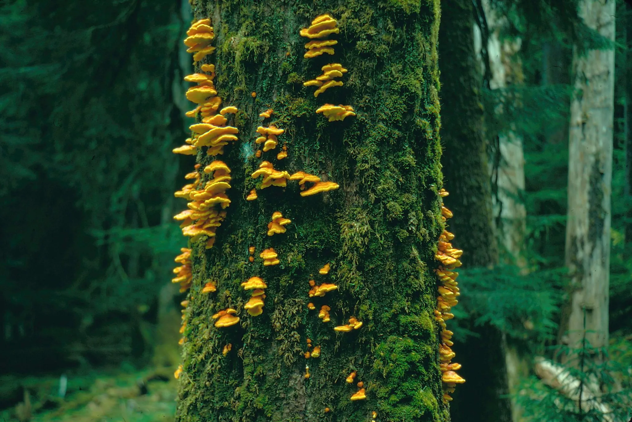 Olympic National Park and the Pacific Northwest