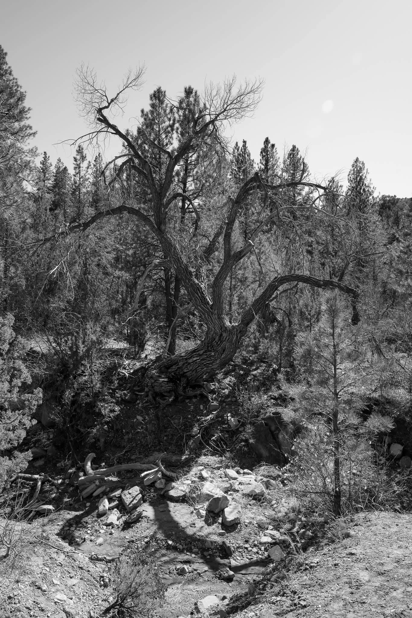 Taylor Creek_Tree