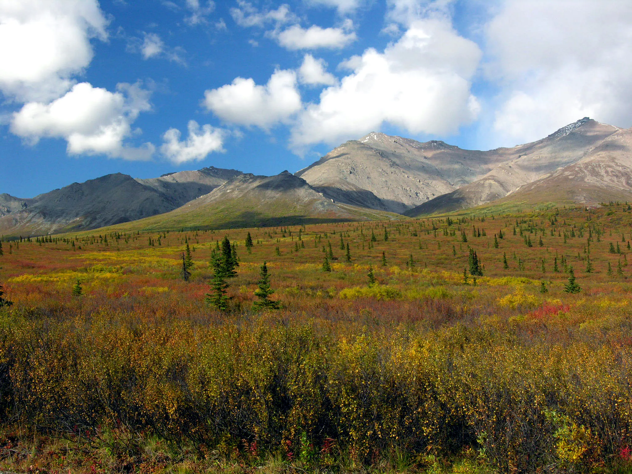Inside Denali National Park