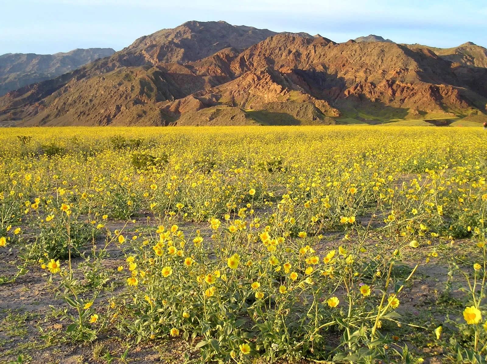 Death Valley Flowers