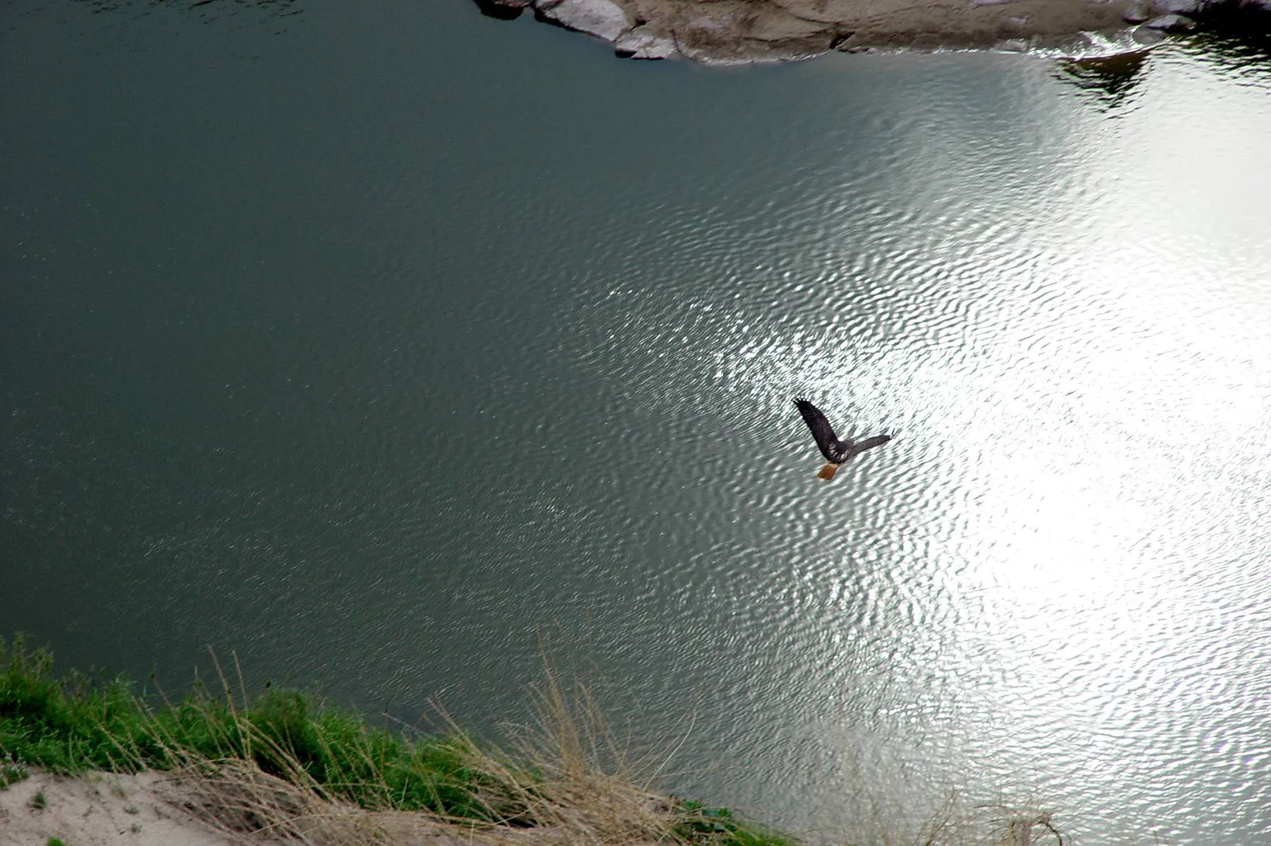Hawk_Big Bend NP