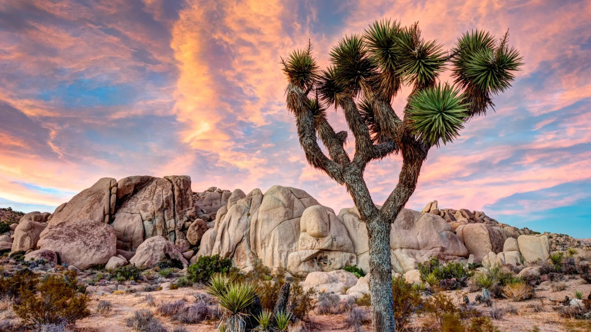 Joshua Tree, California