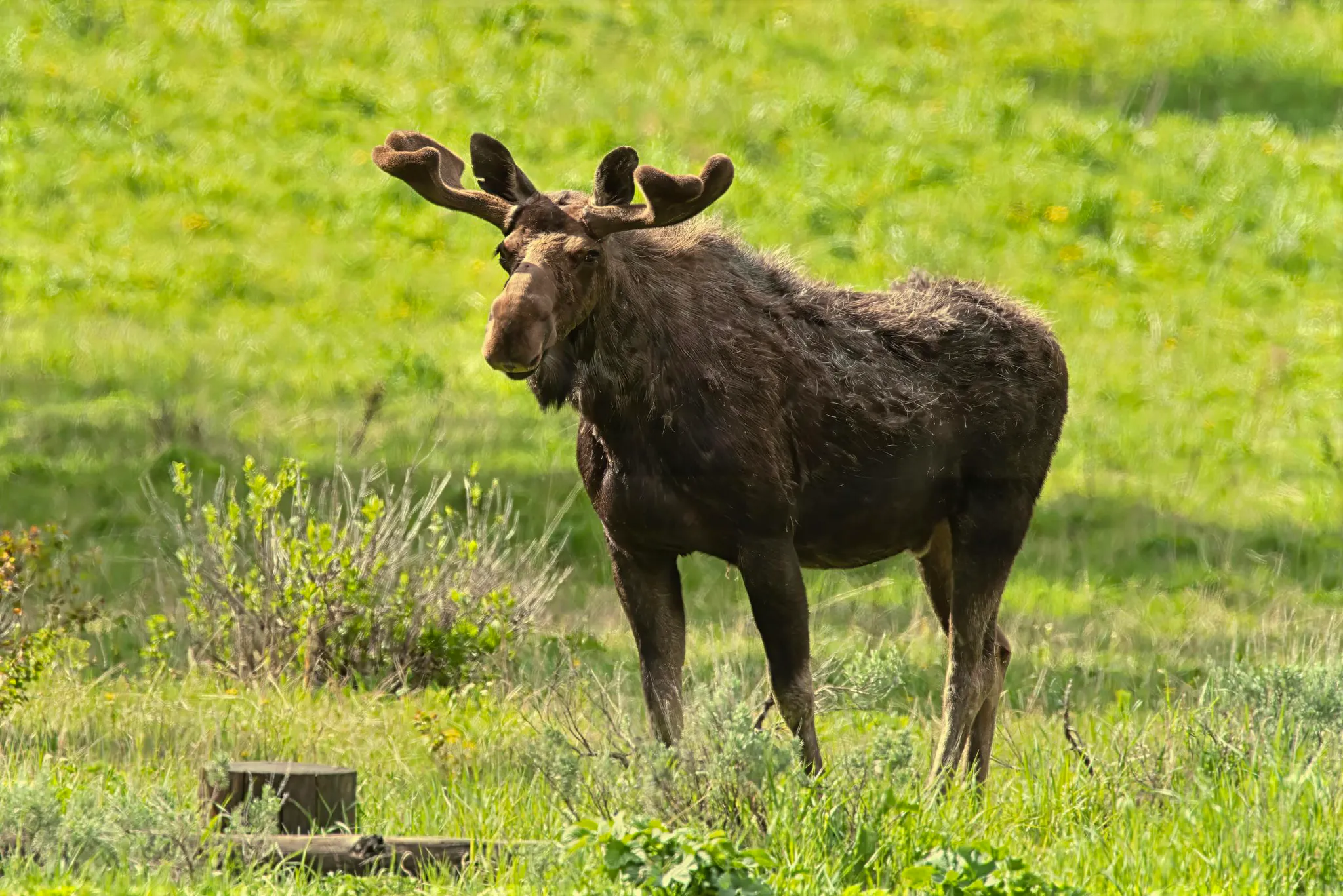 Moose Grand Teton