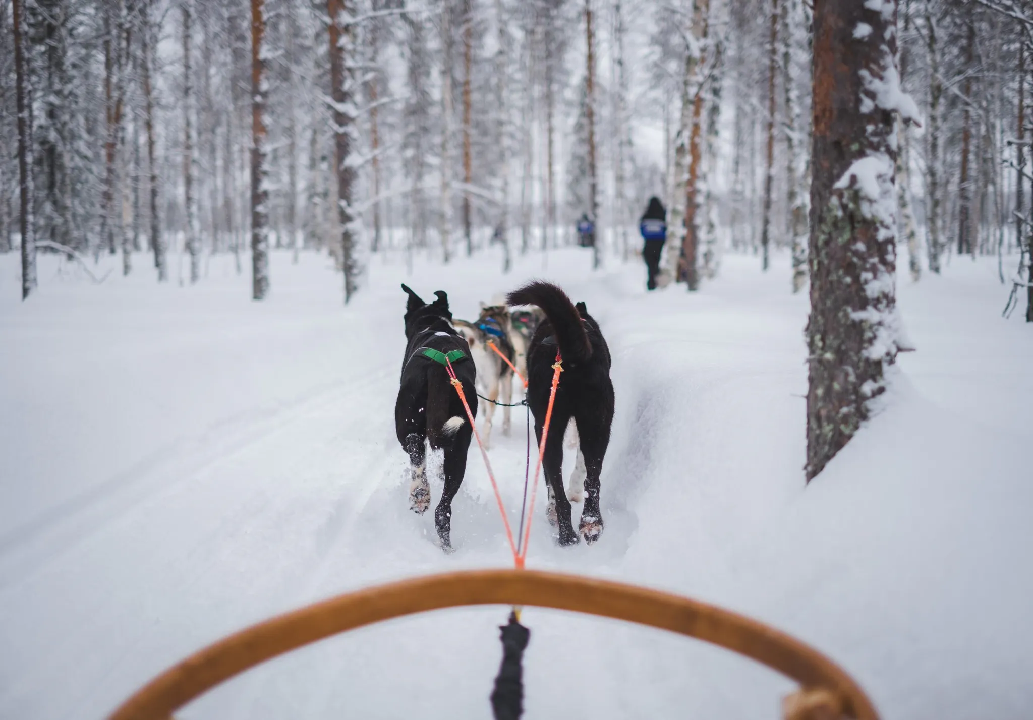 The view of dogs mushing from a sled on a snowy trail in Alaska