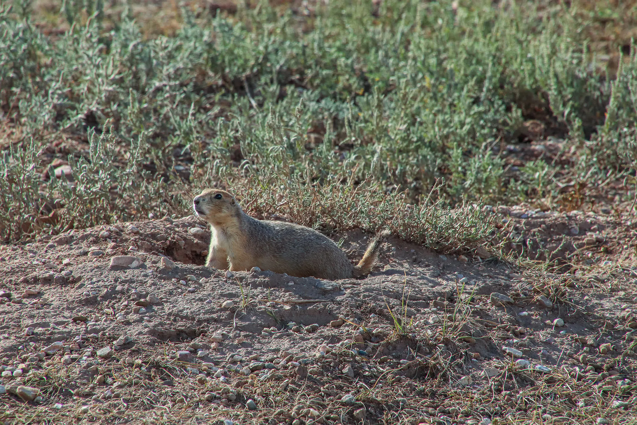 Prairie Dog, Custer State Park
