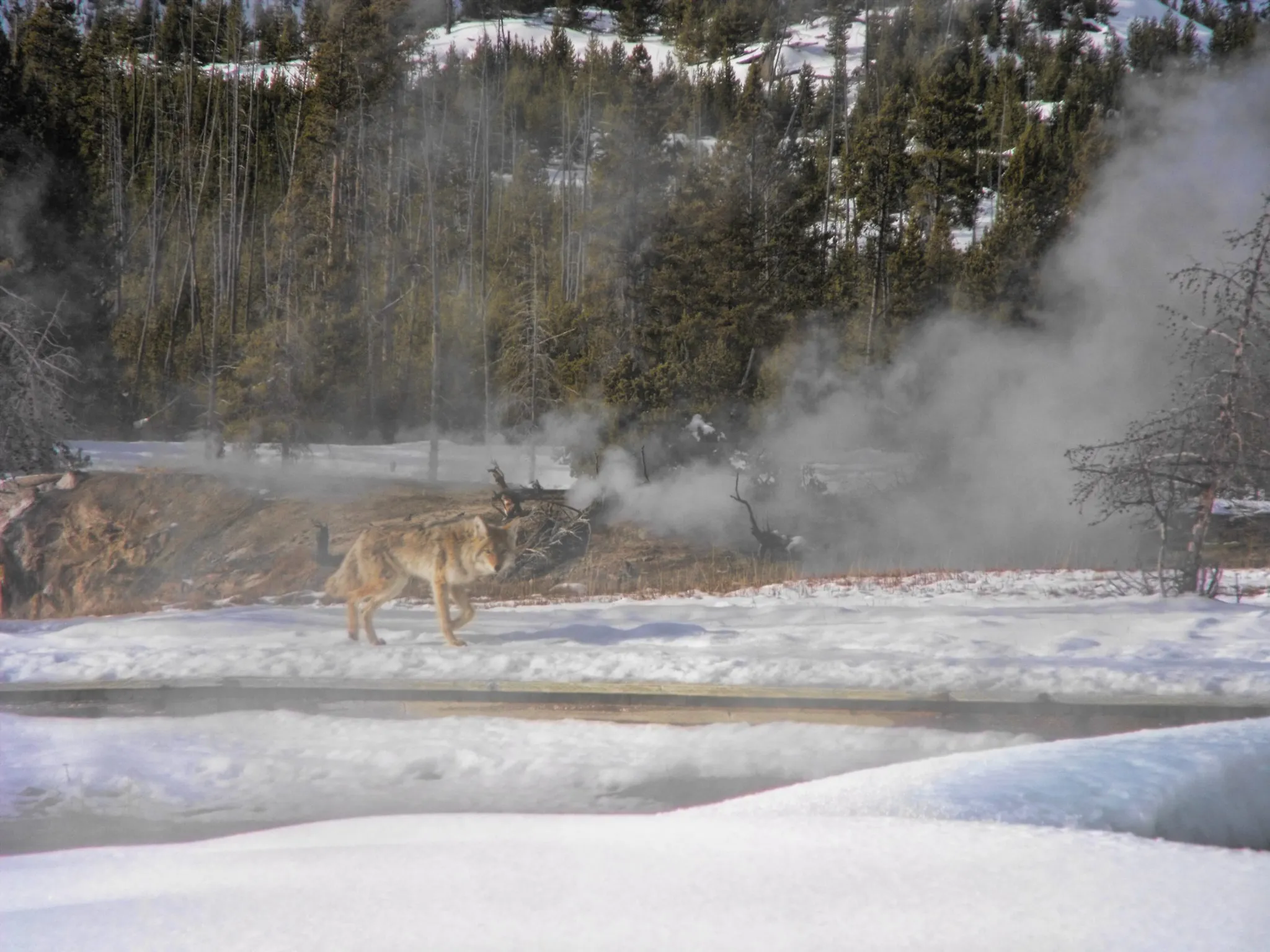 Yellowstone Coyote