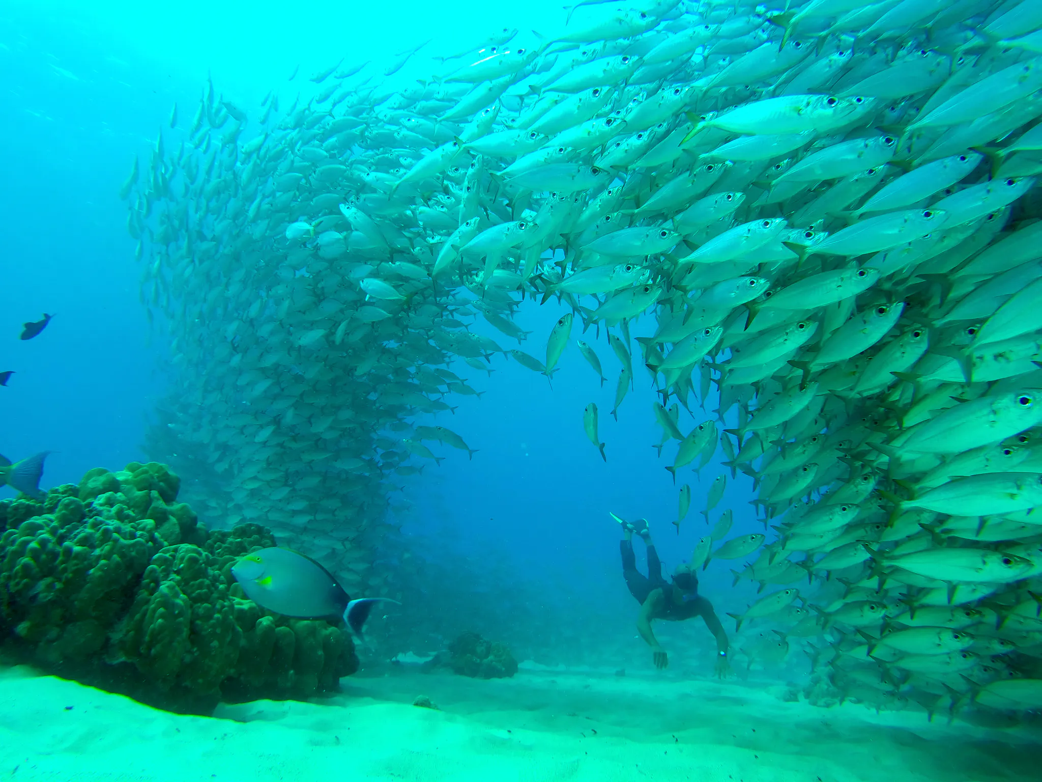 Snorkeling with Fish