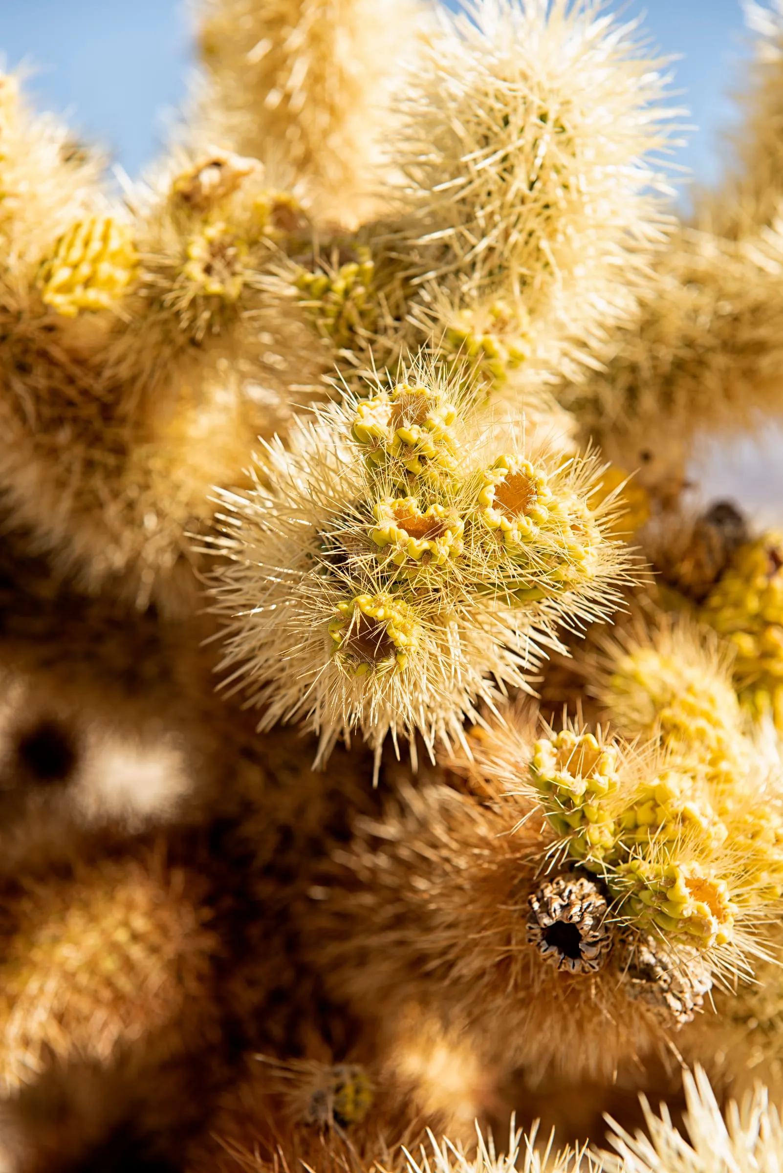 Cholla cactus in bloom, Joshua Tree National Park