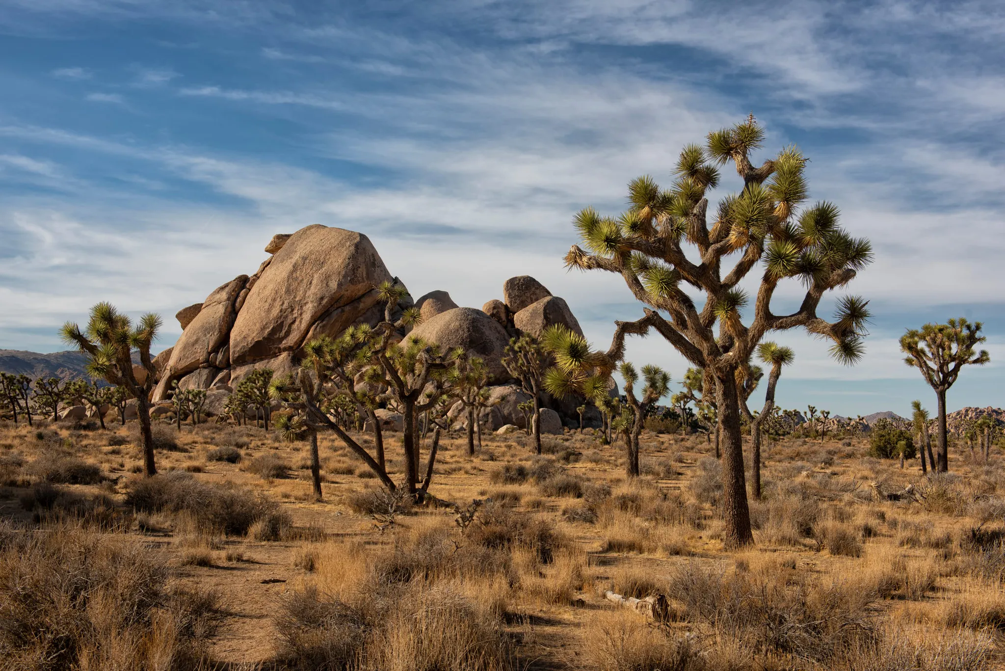 Joshua trees and granite, Joshua Tree National Park