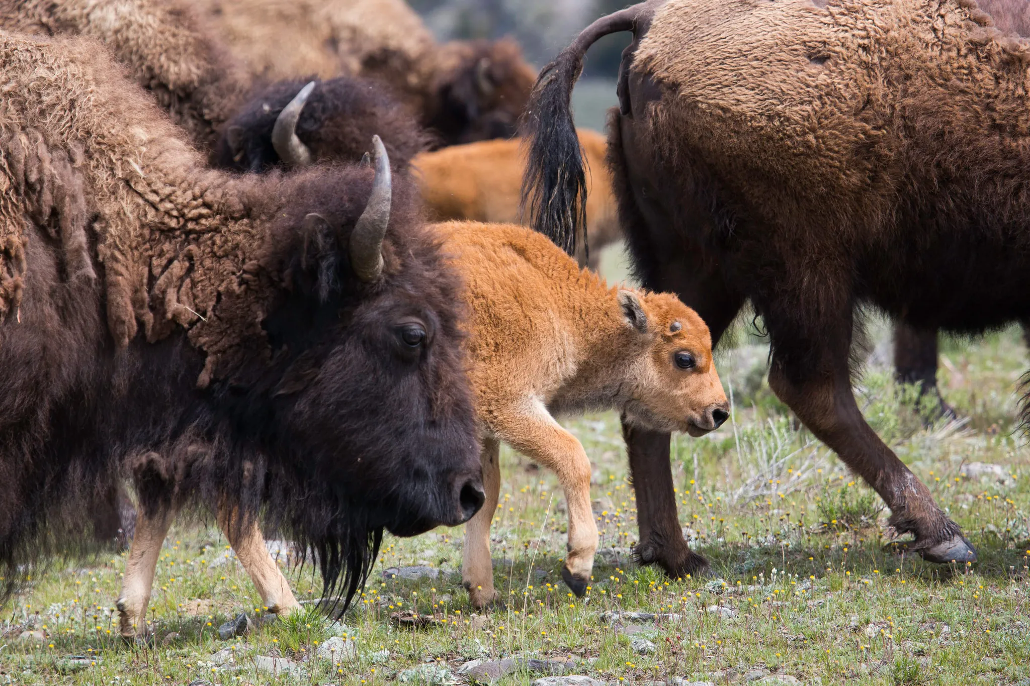 Bison in Yellowstone National Park