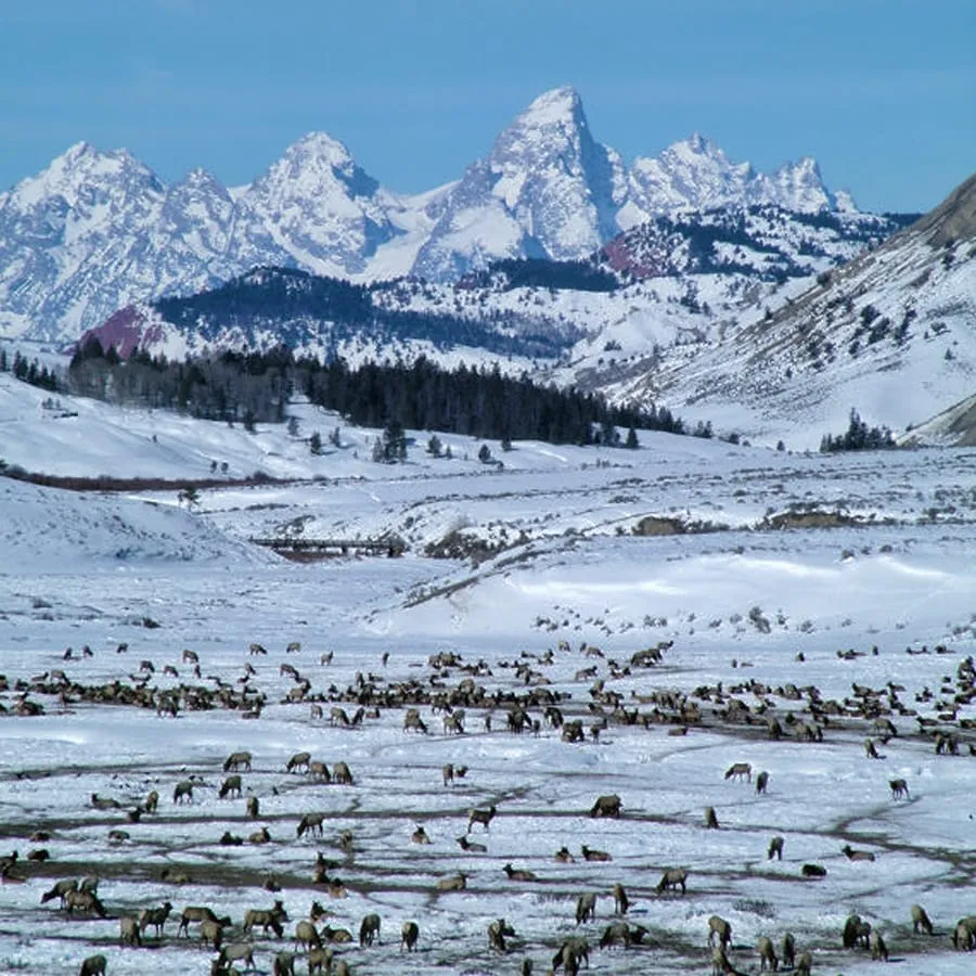 An elk herd wintering beneath the Teton Range