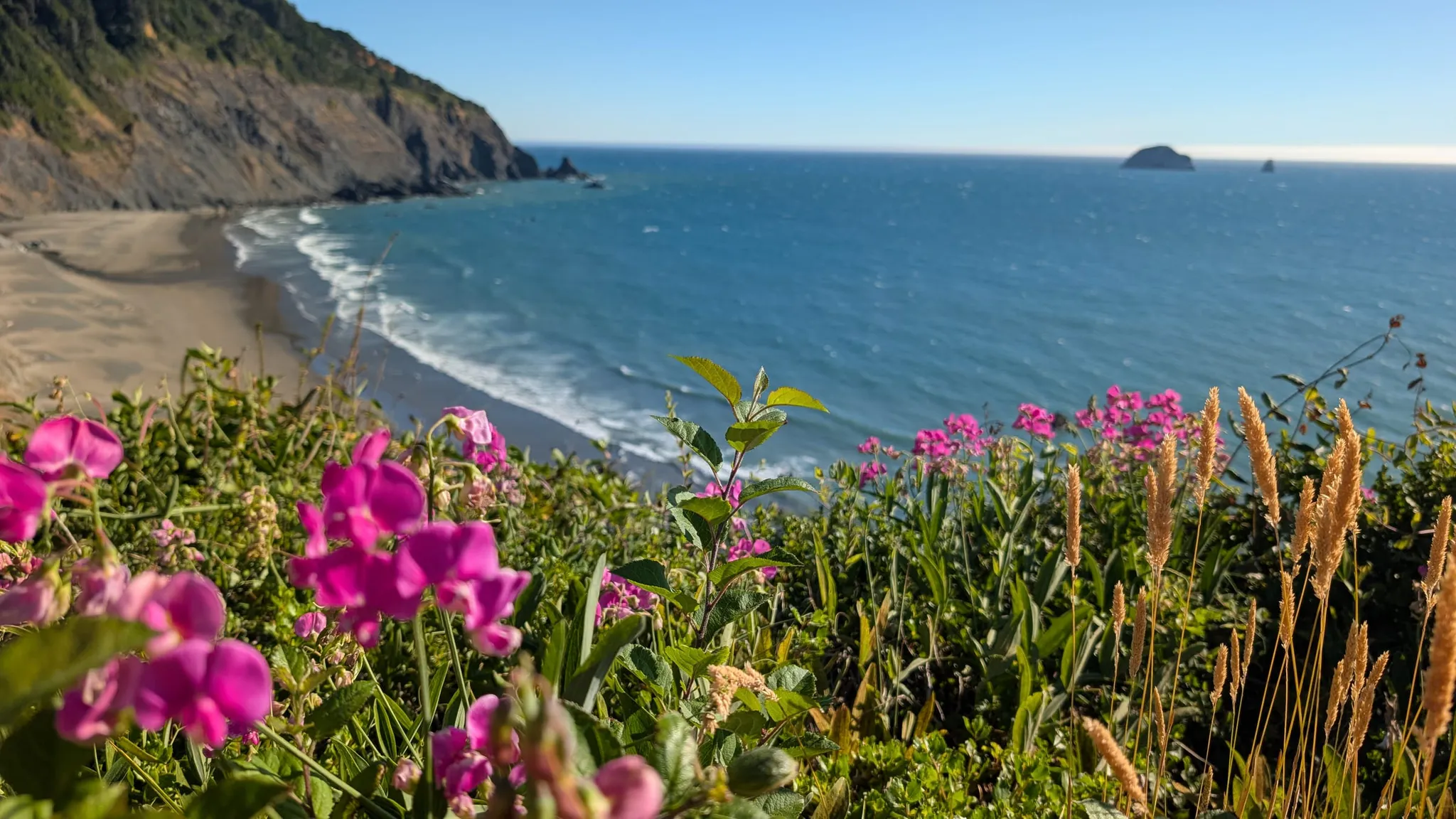 Wildflowers on the Oregon coast