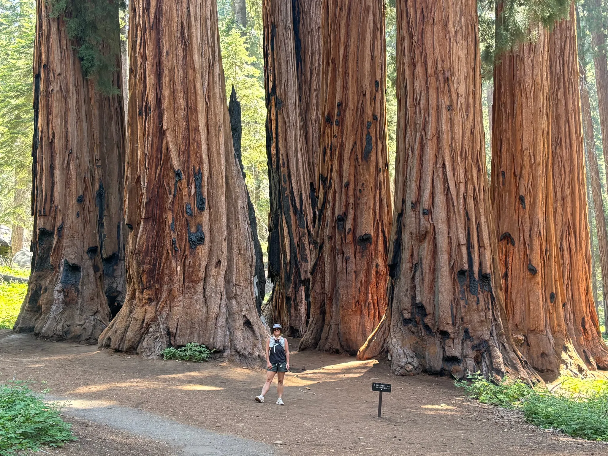 Trunks in the redwood forest
