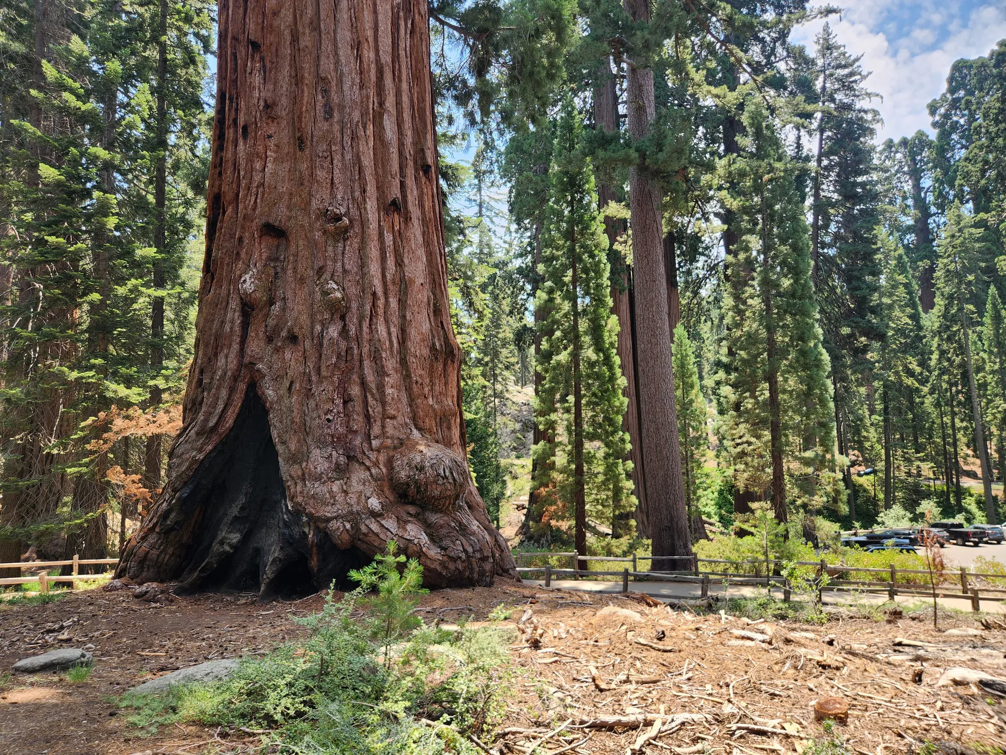 The trunk of a giant redwood