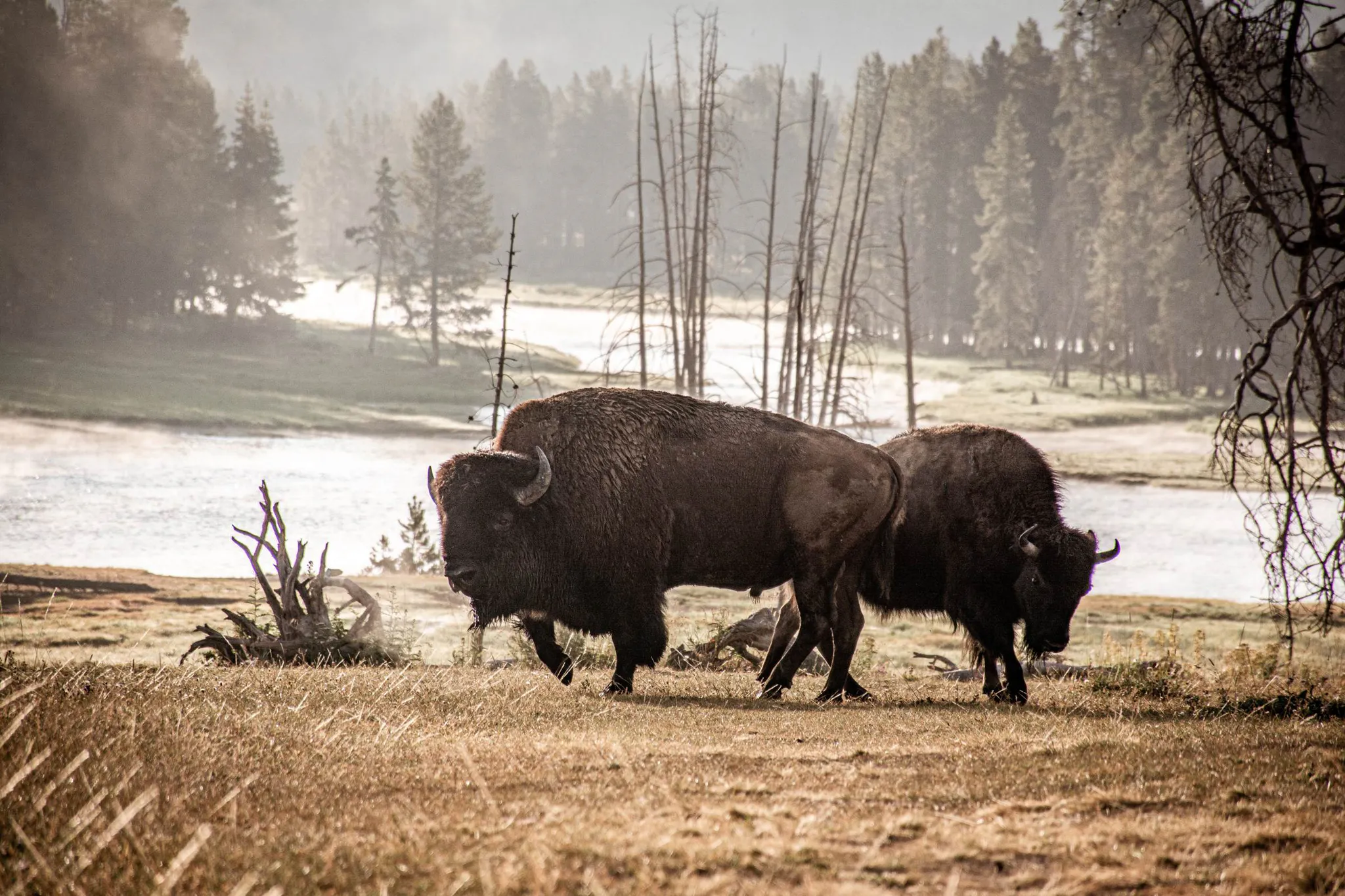 Buffalo in Yellowstone